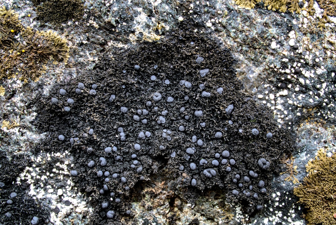 a close up of a rock covered in lichen and moss