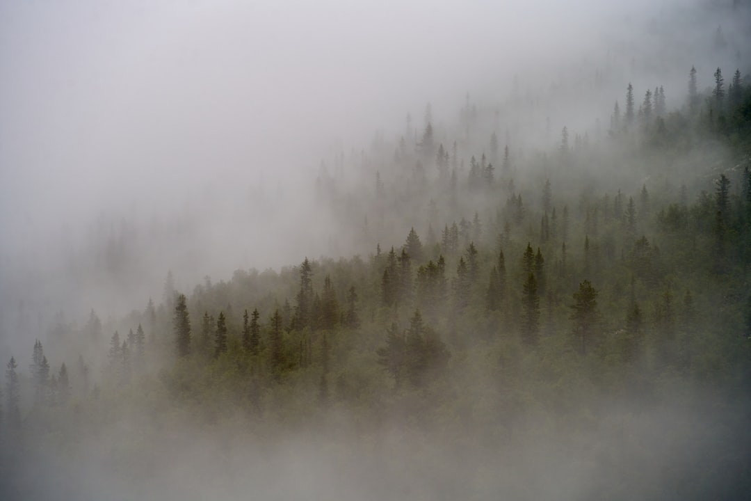 Foggy trees emerge from the mist.