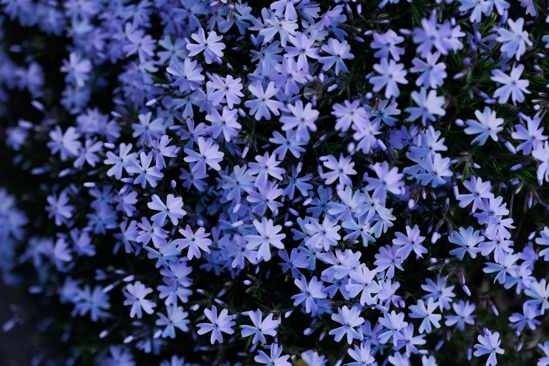 a close up of a bunch of blue flowers