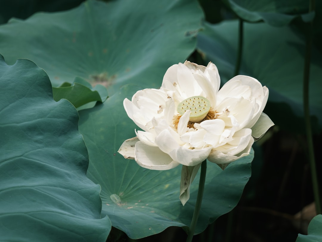 A white lotus flower blooms surrounded by green leaves.