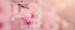 Every color and curve has energy; pink rabbit’s magic lies in how it shapes fate, magnifies love, and balances one’s journey.