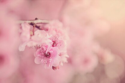 Every color and curve has energy; pink rabbit’s magic lies in how it shapes fate, magnifies love, and balances one’s journey.
