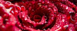 Why does the rose red, petal-shaped motif hold immense esoteric power? Explore how its vibrant hues shape lust, luck.
