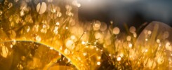 Gold energy - a glass vase with water drops on it
