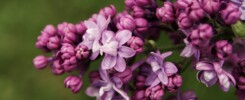 Lilac’s secret energy crafts new fortunes—its gentle hue tunes love, fate, and inner joy. Embrace purple’s magic for a smoother way forward.
