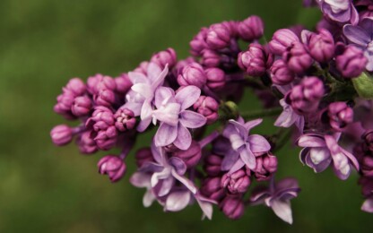 Lilac’s secret energy crafts new fortunes—its gentle hue tunes love, fate, and inner joy. Embrace purple’s magic for a smoother way forward.