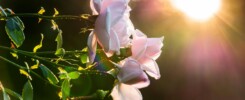 Color, form, and mystical flow entwine to guide love, luck, and happiness into harmony. The pink rabbit speaks in symbols.