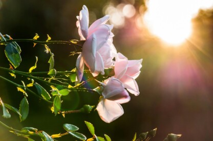 Color, form, and mystical flow entwine to guide love, luck, and happiness into harmony. The pink rabbit speaks in symbols.