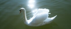 White energy - A white swan floating on top of a body of water