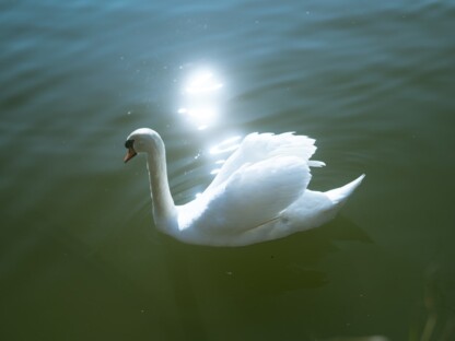White energy - A white swan floating on top of a body of water